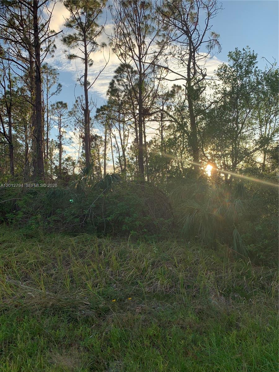 A grassy lot features dense trees and shrubs with sunlight filtering through the foliage — 0 Hamerton, North Port FL 34288, NORTH PORT, FL