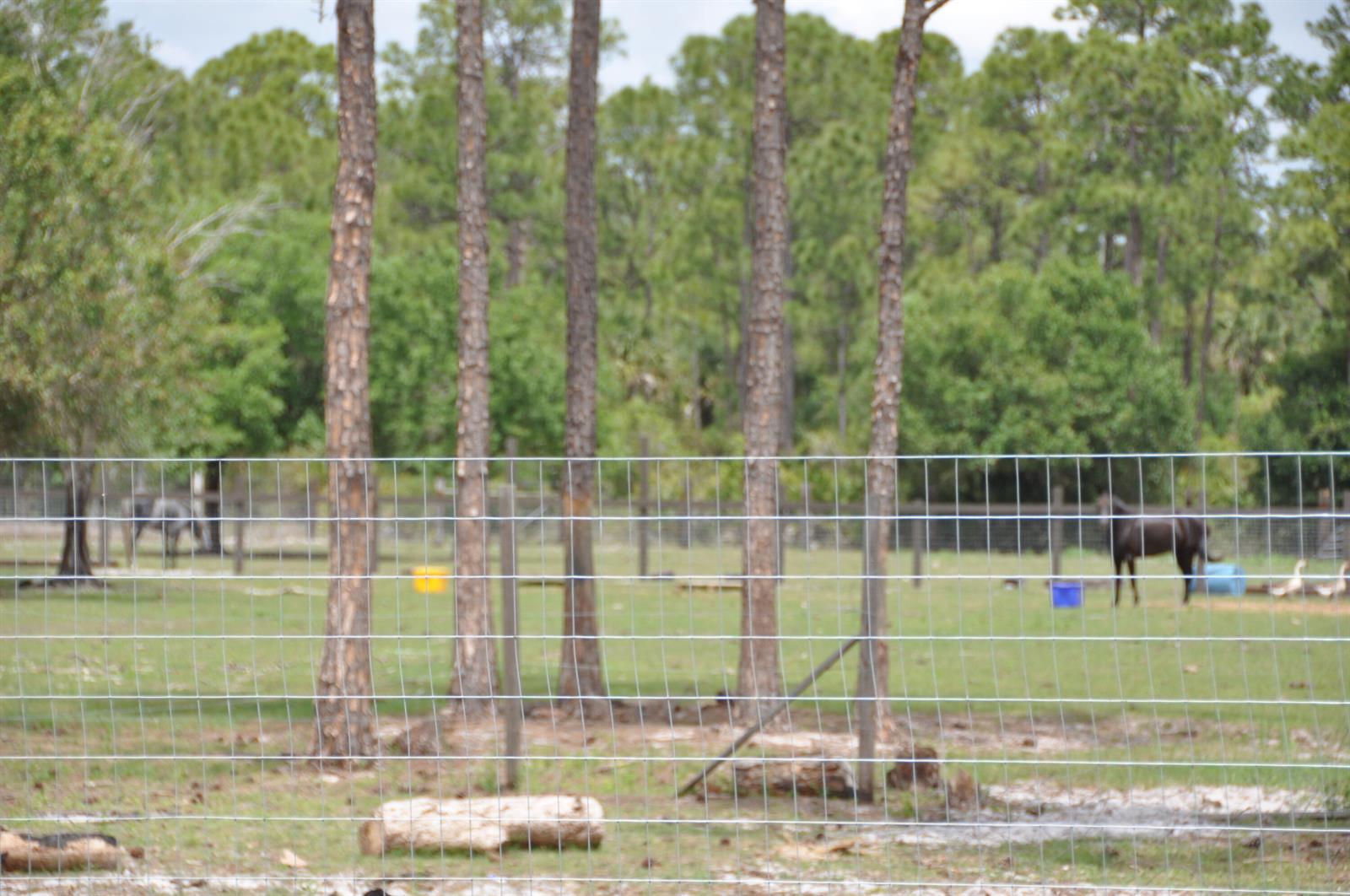 A wire fence encloses a grassy pasture with several pine trees and a horse — 636 Montura Avenue, Clewiston FL 33440, CLEWISTON, FL