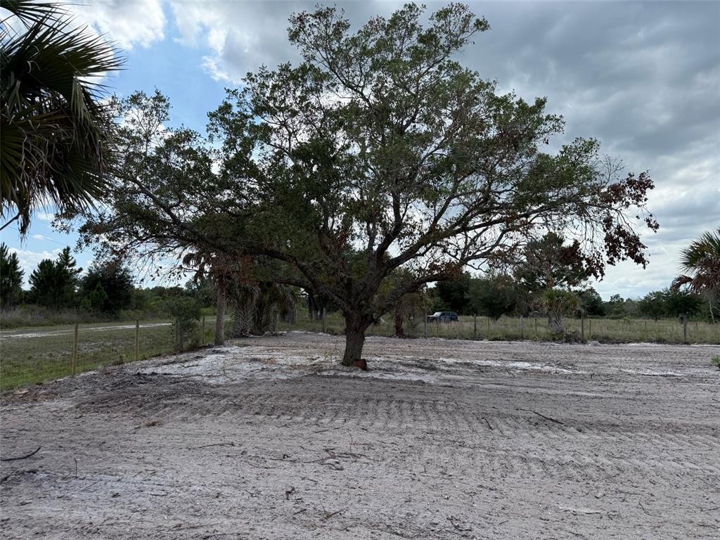 A large, mature oak tree stands in the center of a cleared, sandy residential lot — 14667 NW 310TH STREET, OKEECHOBEE, FL