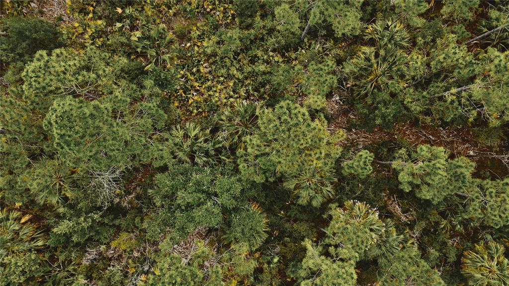 An aerial view shows a dense forest with pine trees and palmetto bushes — LOTS 8,9,15 00 ADAMS BEACH ROAD, PERRY, FL