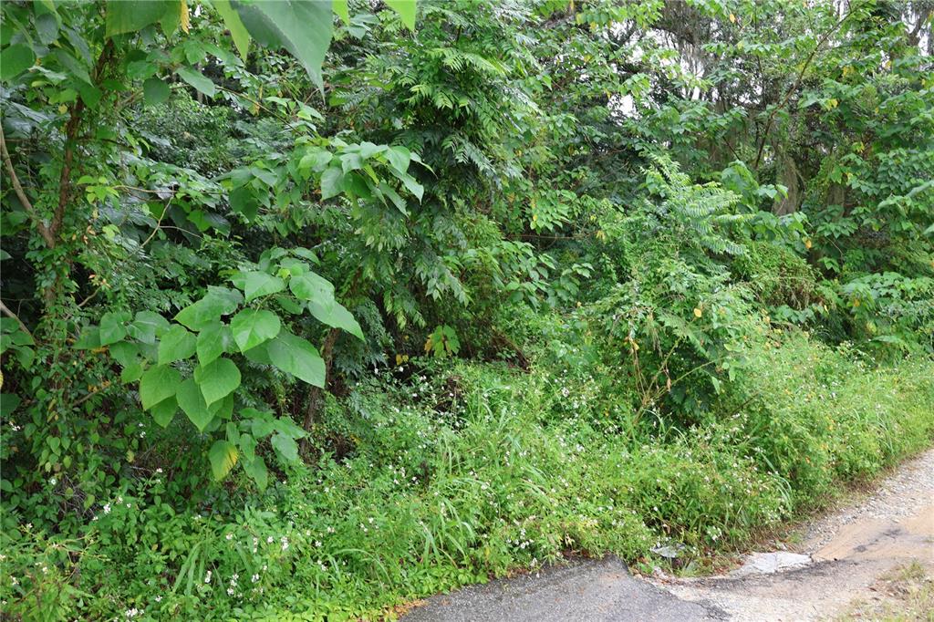 A dense patch of trees and wild vegetation grows along the edge of a road — 3330 SE 11TH AVENUE, OCALA, FL