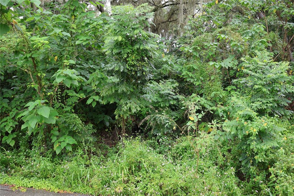 A dense, overgrown wooded lot with various trees, shrubs, and ground cover vegetation — 3330 SE 11TH AVENUE, OCALA, FL