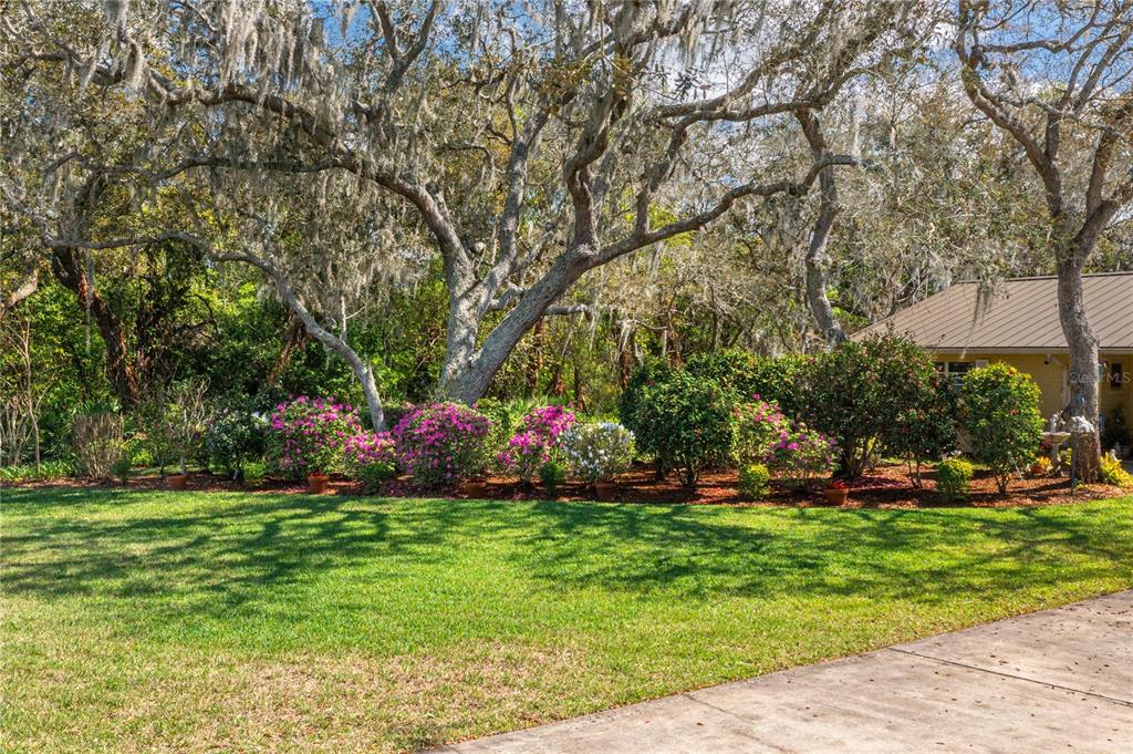 A grassy lawn features a row of blooming azalea bushes beneath large, moss-draped oak trees — 41 SPRING LANE, HAINES CITY, FL