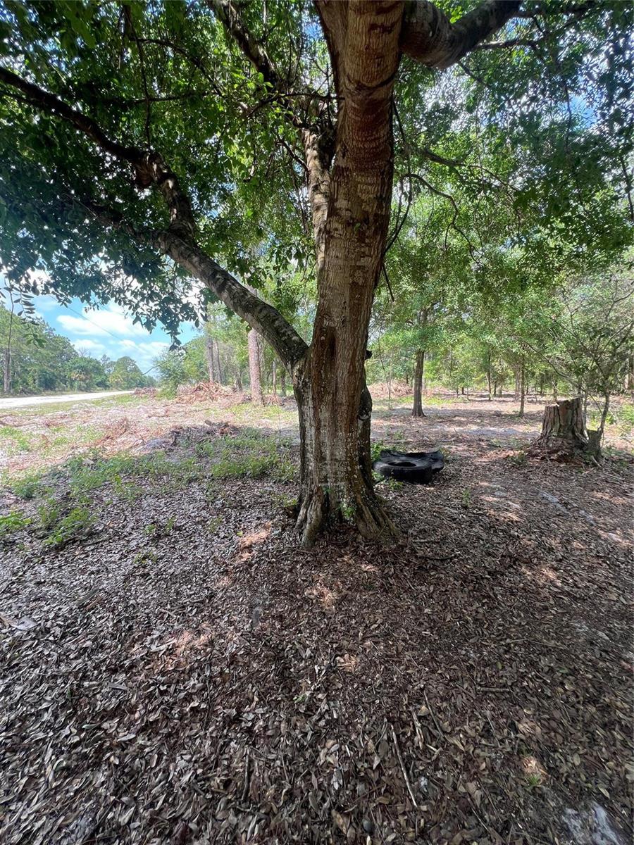 A large tree stands in a wooded lot with a discarded tire at its base — 681 N Perimeter Road, Clewiston FL 33440, CLEWISTON, FL