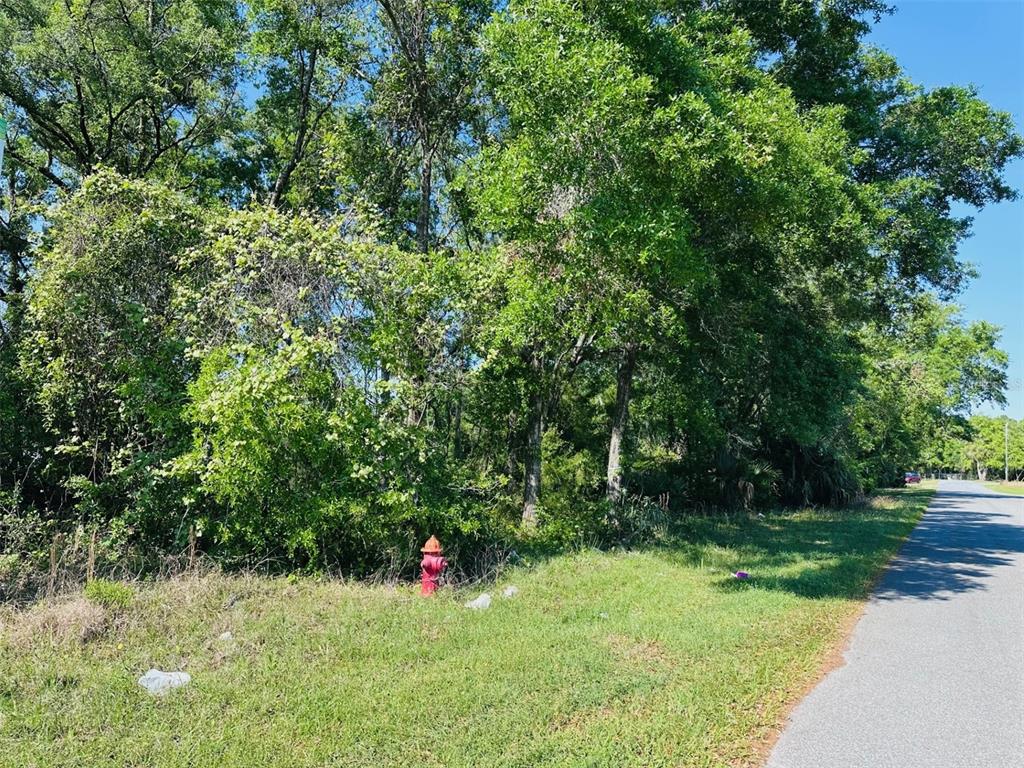 A red fire hydrant sits on a grassy roadside next to a dense wooded area — 0 N YOUNG BOULEVARD, CHIEFLAND, FL
