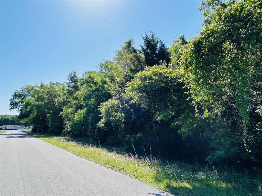 A paved road runs alongside a dense, wooded area under a clear blue sky — 0 N YOUNG BOULEVARD, CHIEFLAND, FL