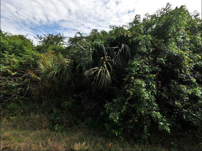 A dense thicket of green trees and palm fronds grows along a grassy area — INKWOOD DRIVE, NORTH PORT, FL