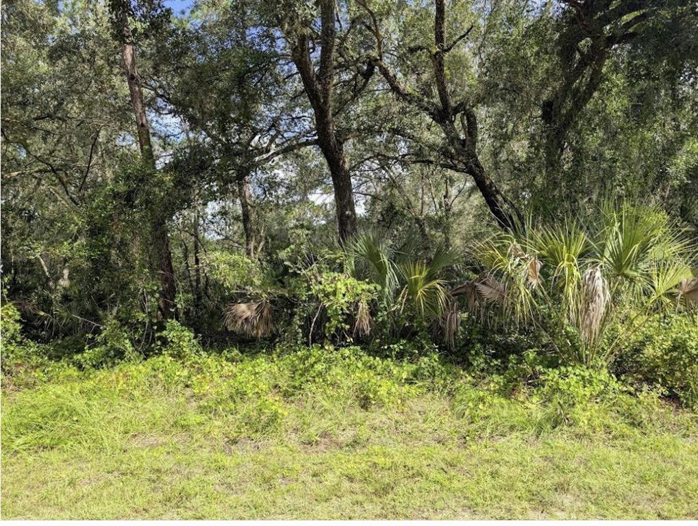 A view of a wooded lot with dense trees, palmettos, and ground-level vegetation — 914 & 916 POINCIANA DRIVE, INDIAN LAKE ESTATES, FL