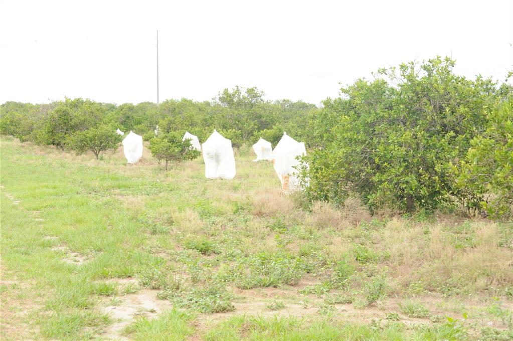 A row of citrus trees in an orchard features several trees covered with protective white bags — 3961 BYRON BOULEVARD, AVON PARK, FL