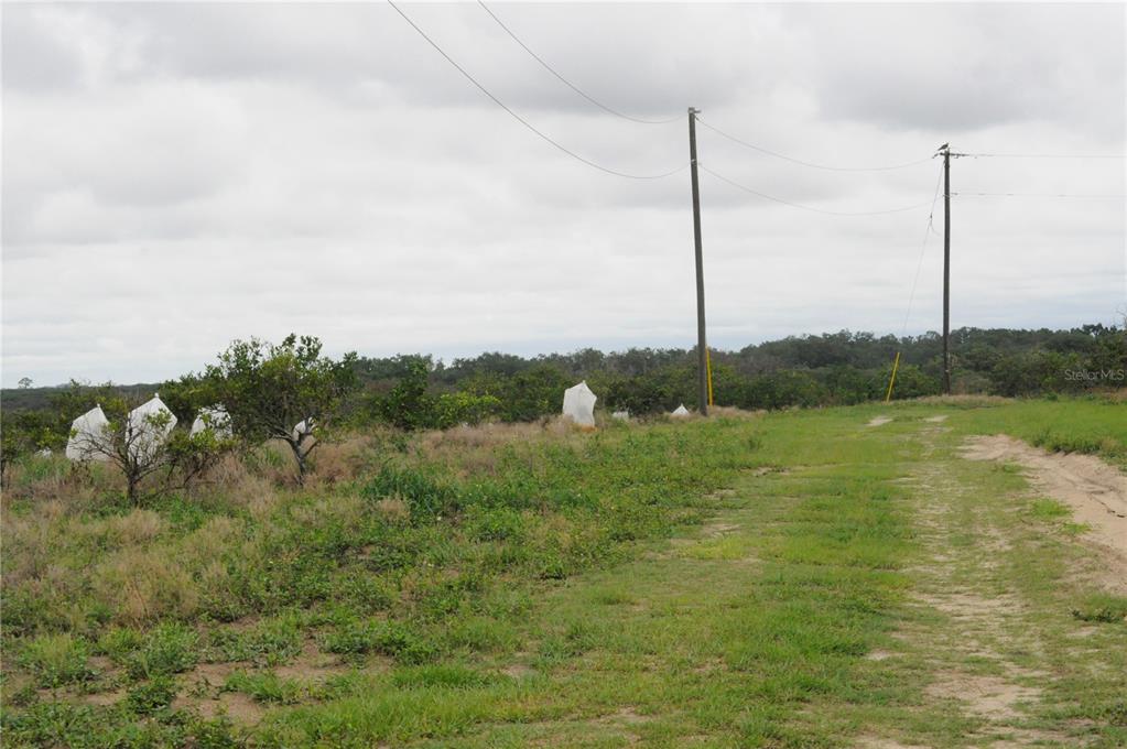 A dirt path runs alongside a citrus grove with trees covered in protective white bags — 3961 BYRON BOULEVARD, AVON PARK, FL