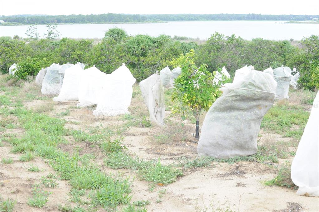 Young citrus trees in a field are covered with protective white mesh bags — 3961 BYRON BOULEVARD, AVON PARK, FL