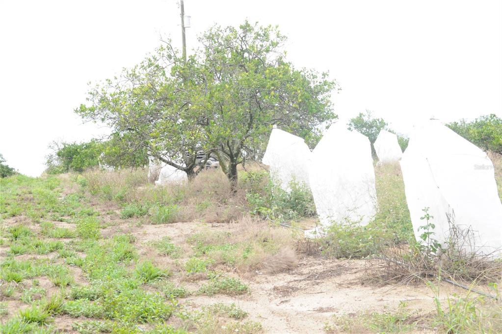 A grassy, sloped field features several citrus trees and plants covered in protective white bags — 3961 BYRON BOULEVARD, AVON PARK, FL