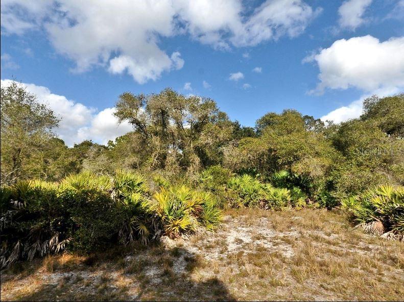 A sandy clearing is surrounded by dense Florida scrub vegetation and trees under a blue sky — CODY CIRCLE, NORTH PORT, FL