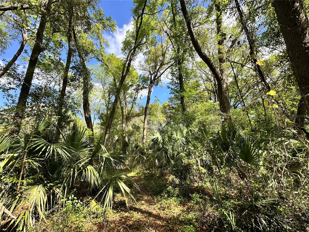 A wooded area features tall trees, dense green foliage, and several palmetto plants — tbd SW 5TH LANE, OCALA, FL