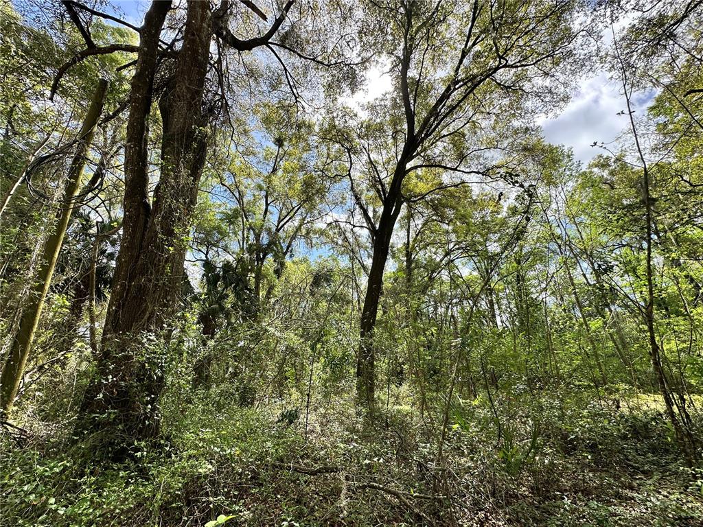 A dense, wooded area features tall trees with green foliage under a bright sky — tbd SW 5TH LANE, OCALA, FL