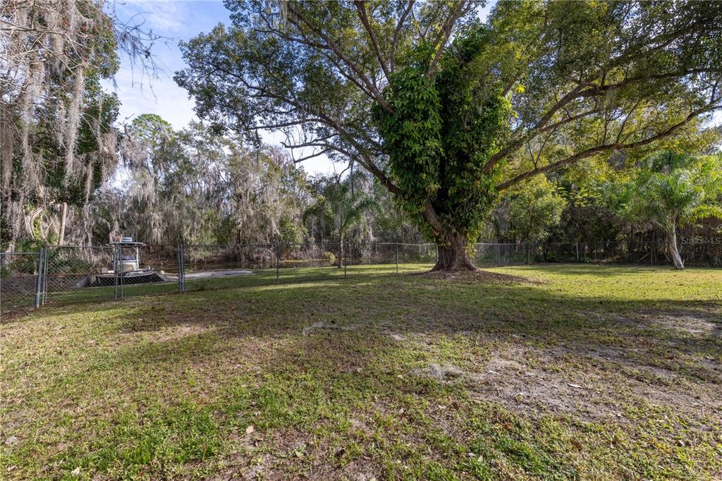 A large tree stands in a grassy backyard enclosed by a chain-link fence — 11807 OCKLAWAHA DRIVE, LEESBURG, FL