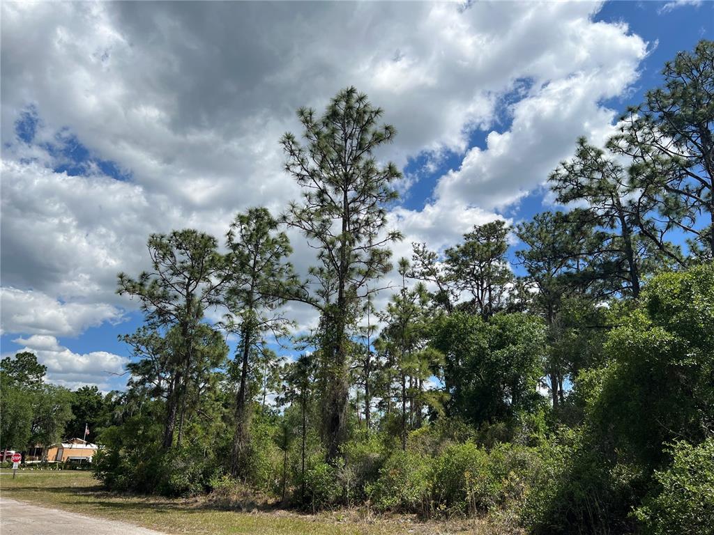 A view of a wooded lot with tall pine trees under a cloudy blue sky — 901 AZALEA DRIVE, INDIAN LAKE ESTATES, FL
