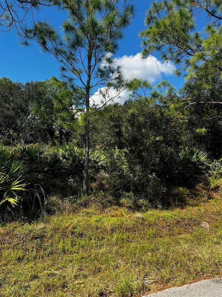 A view of a wooded lot featuring tall pine trees and dense undergrowth under a sky — 1221 Hamilton Avenue, Lehigh Acres FL 33972, LEHIGH ACRES, FL