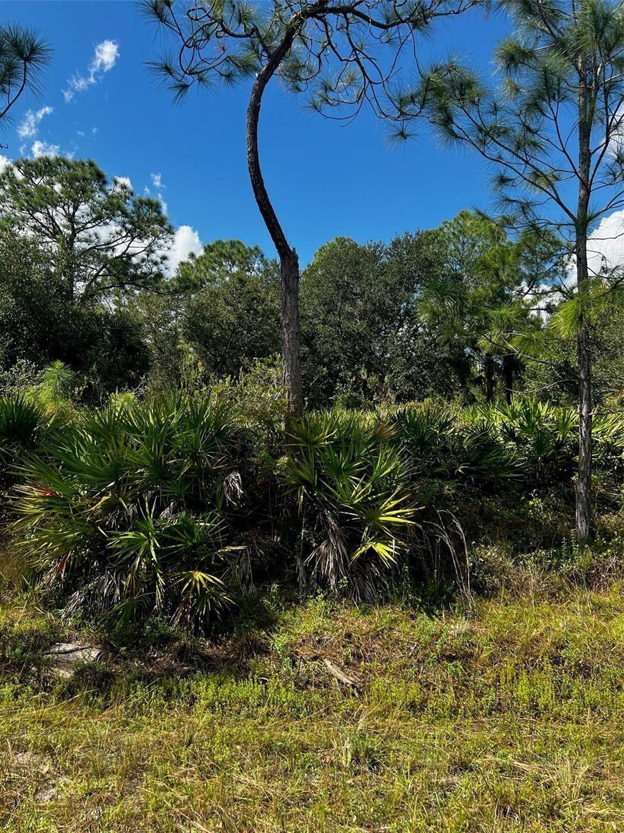 A view of a wooded lot featuring pine trees and dense saw palmetto bushes — 1221 Hamilton Avenue, Lehigh Acres FL 33972, LEHIGH ACRES, FL