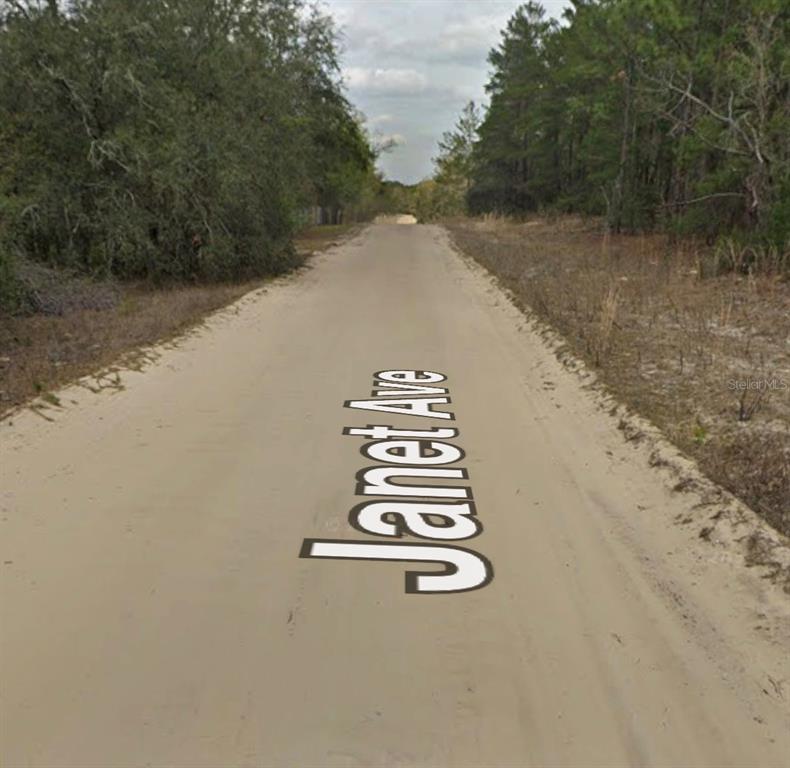 A dirt road stretches through a wooded area with the street name painted on it — JANET AVE, INTERLACHEN, FL