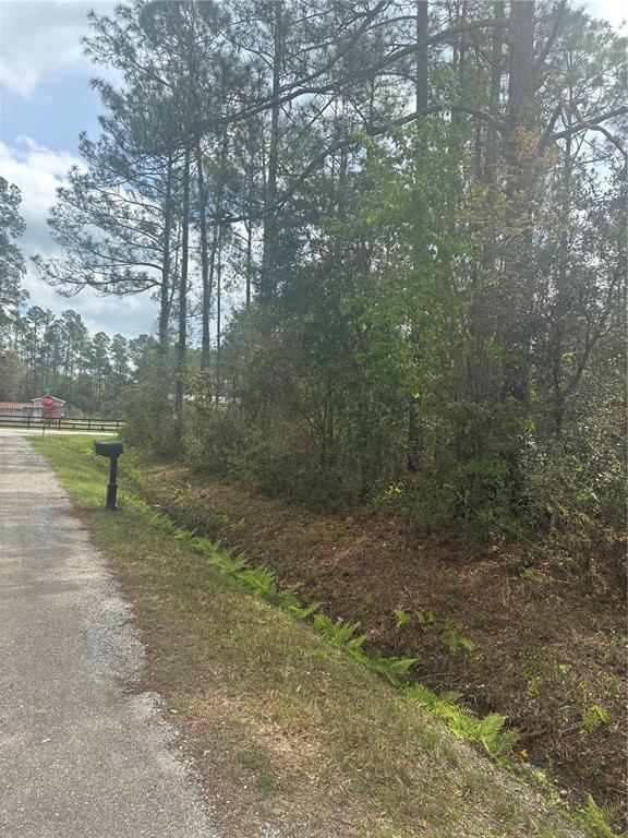A gravel road runs alongside a wooded lot with a drainage ditch and a mailbox — 4205 REGINA STREET, HASTINGS, FL