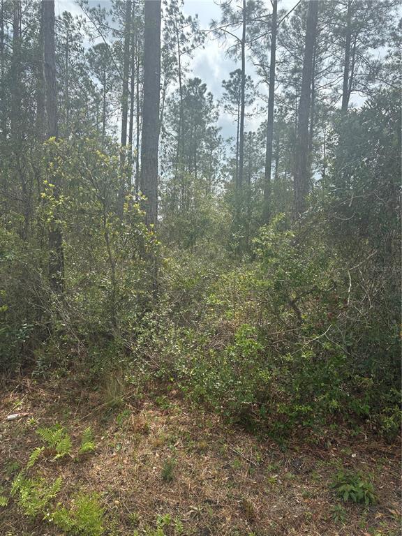 A wooded lot features tall pine trees and dense undergrowth on a natural forest floor — 4205 REGINA STREET, HASTINGS, FL