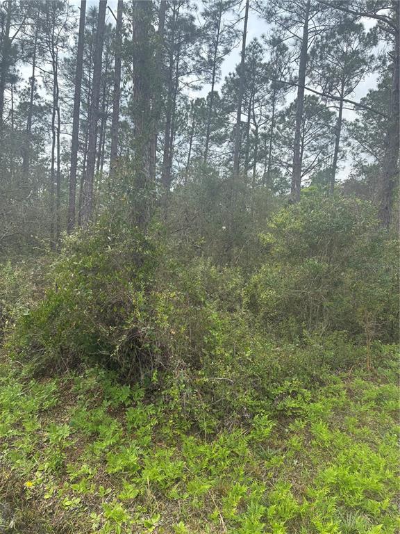A wooded lot with dense undergrowth and tall pine trees under an overcast sky — 4205 REGINA STREET, HASTINGS, FL