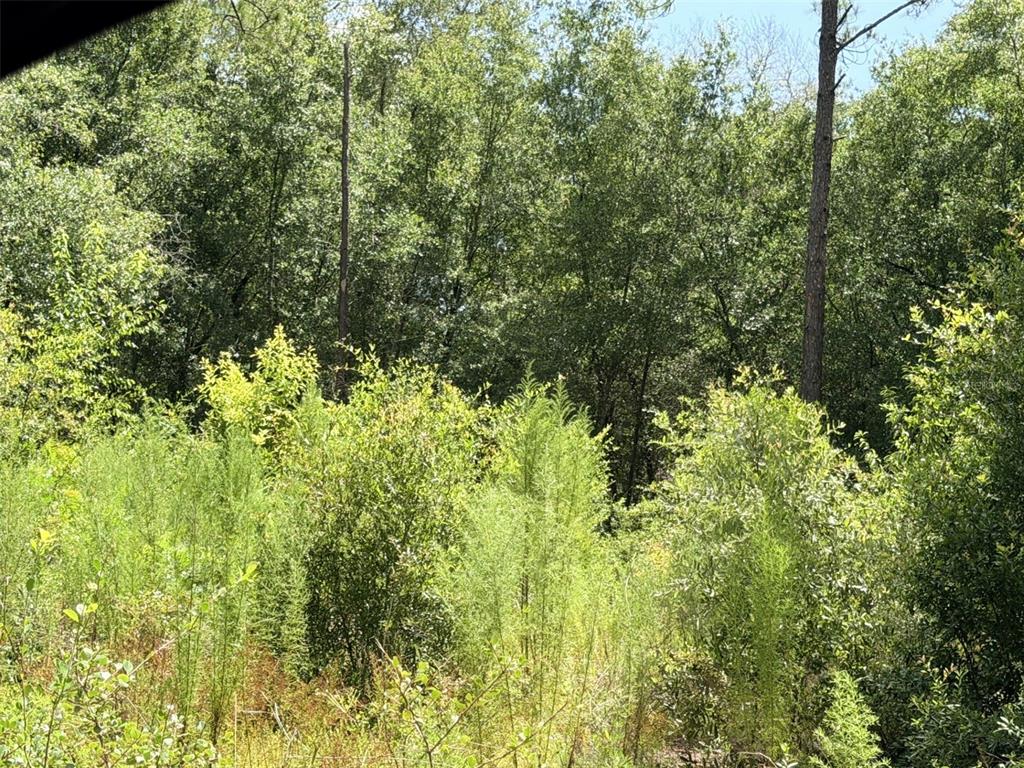 A view of a dense, wooded area with tall trees and thick green undergrowth — 0 NE 77 PLACE, BRONSON, FL