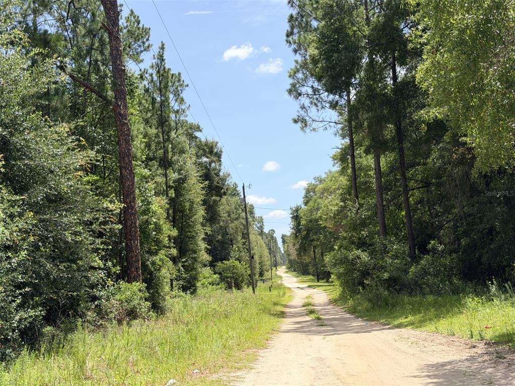 A dirt road stretches through a wooded area under a clear blue sky — 0 NE 77 PLACE, BRONSON, FL