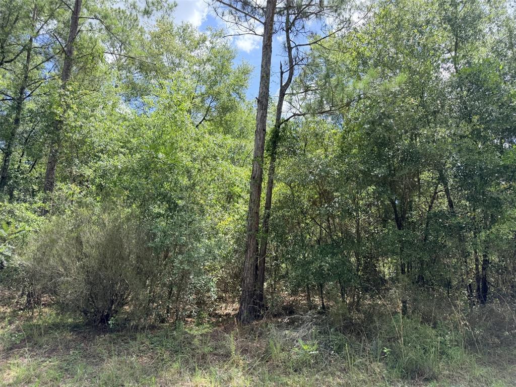 A view of a dense, wooded lot with tall pine trees and thick underbrush — 0 NE 77 PLACE, BRONSON, FL
