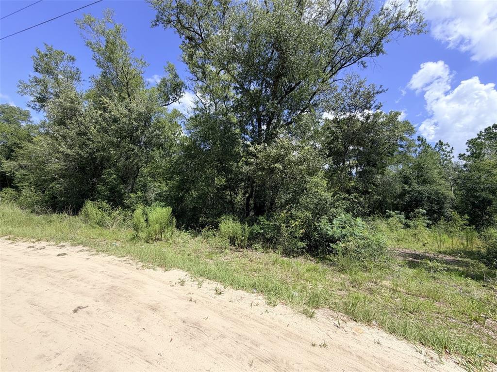 A dirt road runs alongside a plot of land covered in dense trees and brush — 0 NE 77 PLACE, BRONSON, FL