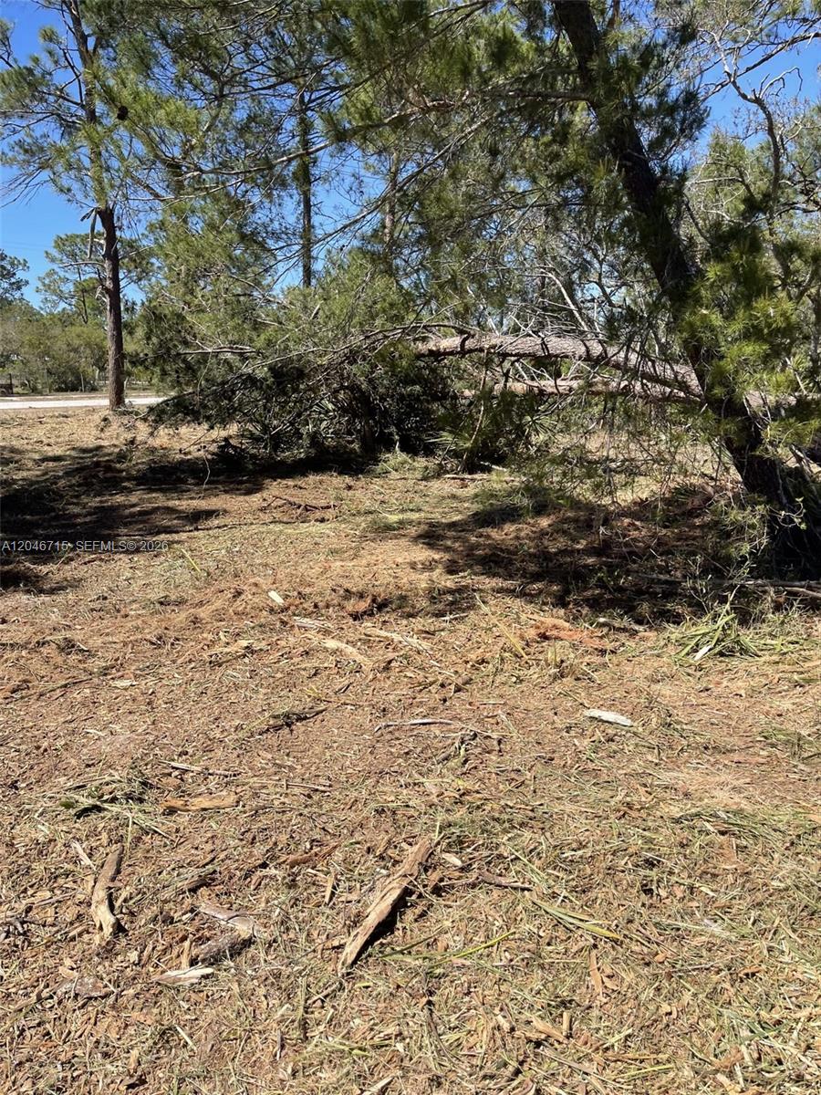 A partially cleared, wooded lot features a fallen tree and scattered pine needles — 3206 SR 66, Sebring FL 33185, SEBRING, FL
