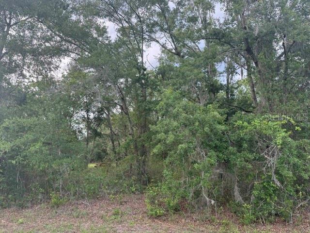 A dense, wooded lot features various trees and underbrush under a bright sky — 21902 NE 69TH PLACE, MELROSE, FL