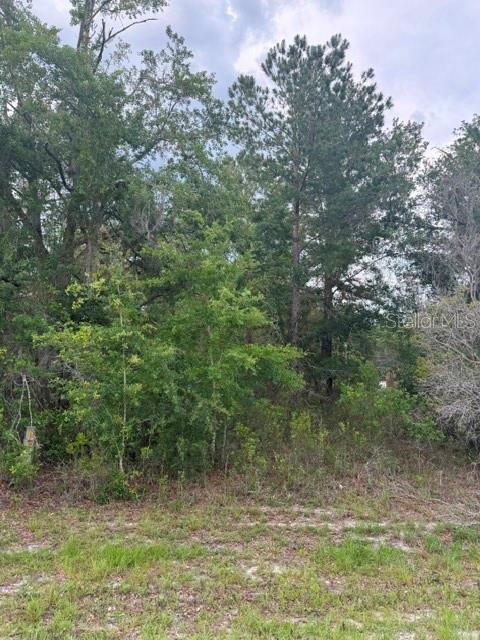 A wooded lot with tall pine trees and dense undergrowth under a cloudy sky — 21902 NE 69TH PLACE, MELROSE, FL