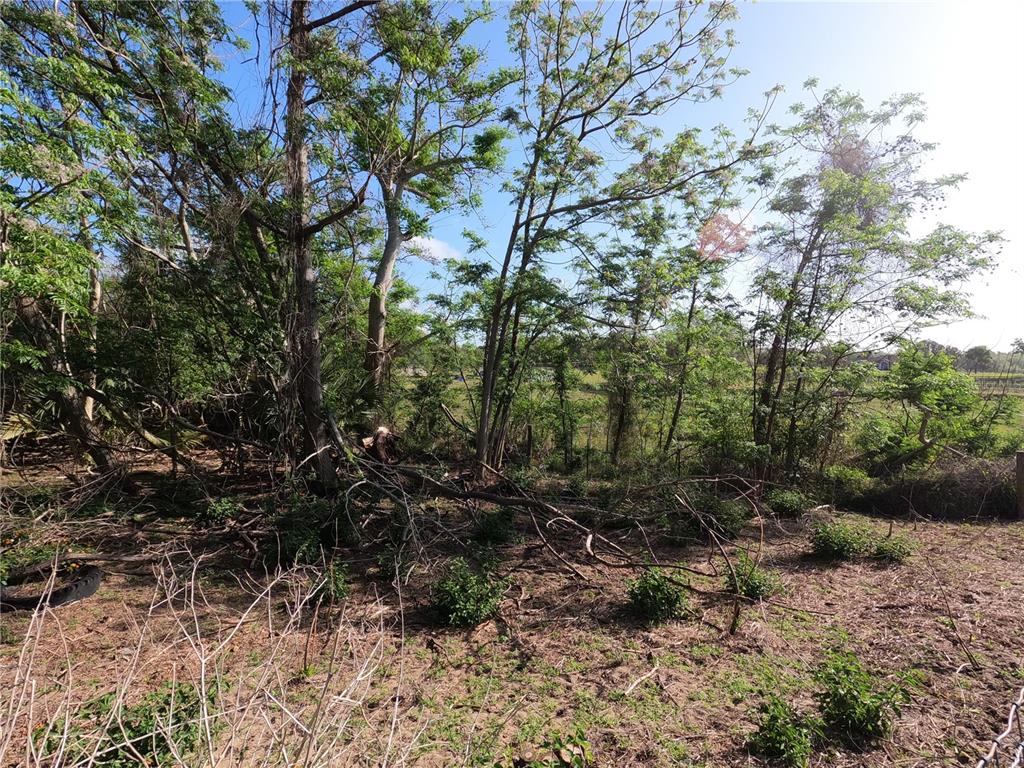 A wooded lot with scattered fallen branches and trees under a clear blue sky — 0 EARTH STAR LANE, GROVELAND, FL