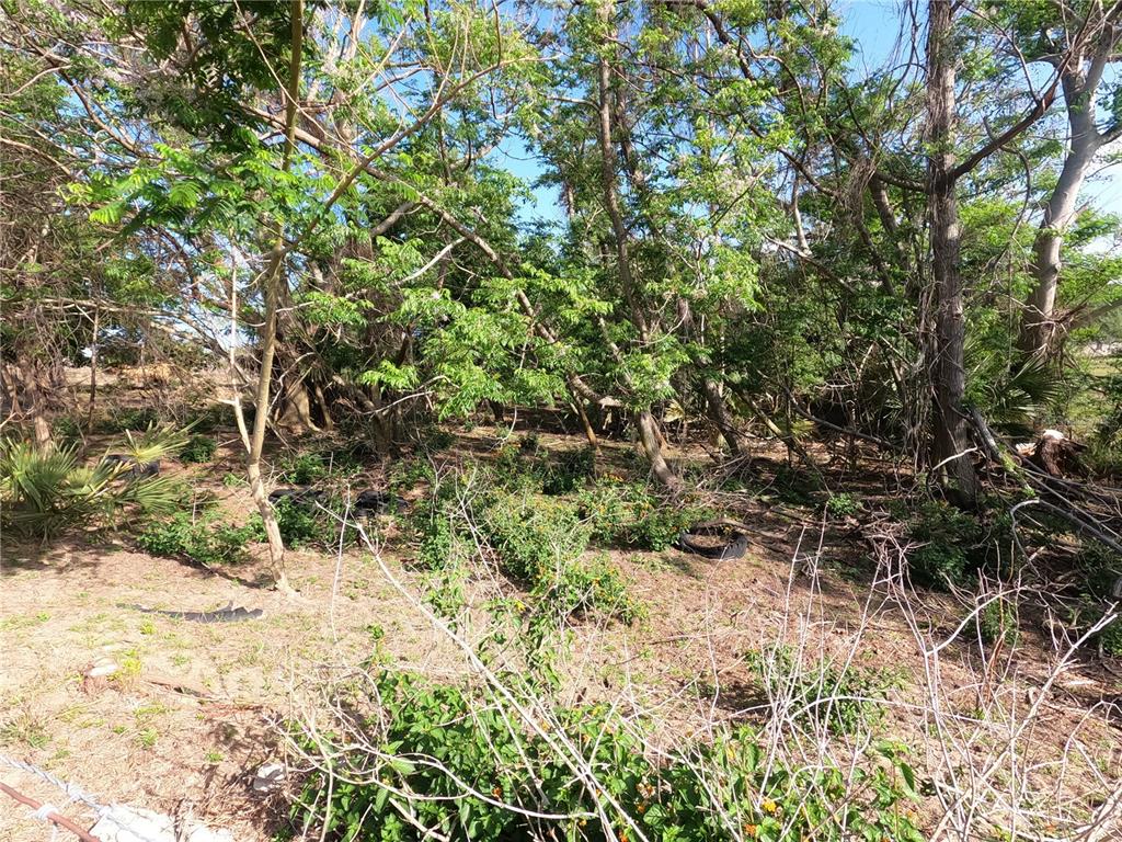 A wooded, overgrown lot with scattered debris and trees under a clear blue sky — 0 EARTH STAR LANE, GROVELAND, FL