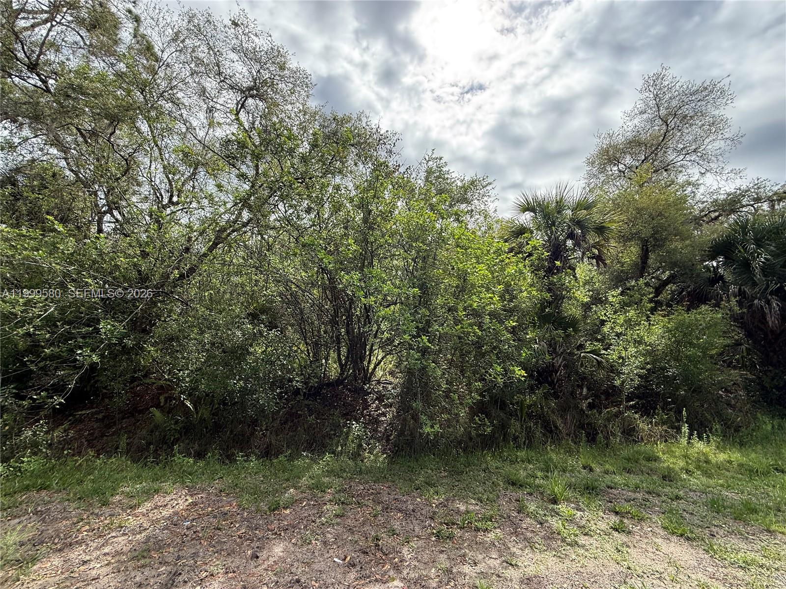 A dense area of trees and shrubs borders a patch of dirt and grass — 775 N ZAMBRIA ST, Clewiston FL 33440, CLEWISTON, FL