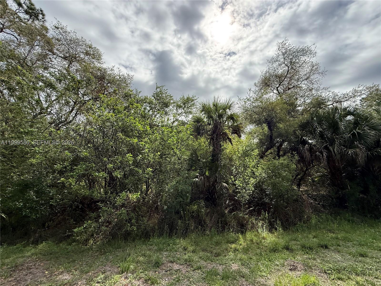 A dense, wooded area features a mix of deciduous trees and palm trees under a cloudy sky — 775 N ZAMBRIA ST, Clewiston FL 33440, CLEWISTON, FL