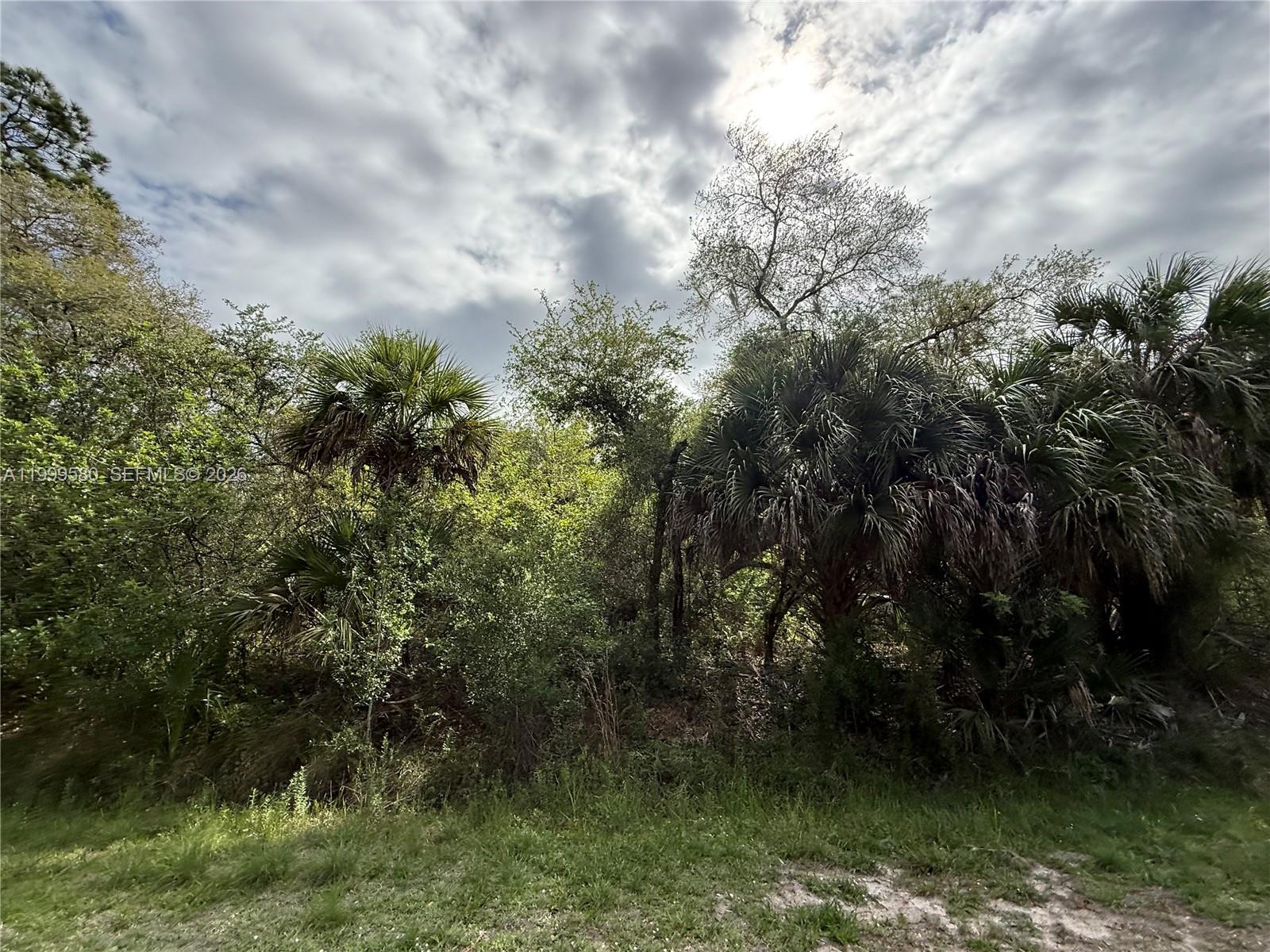 A view of a dense, wooded area with palm trees under a cloudy sky — 775 N ZAMBRIA ST, Clewiston FL 33440, CLEWISTON, FL