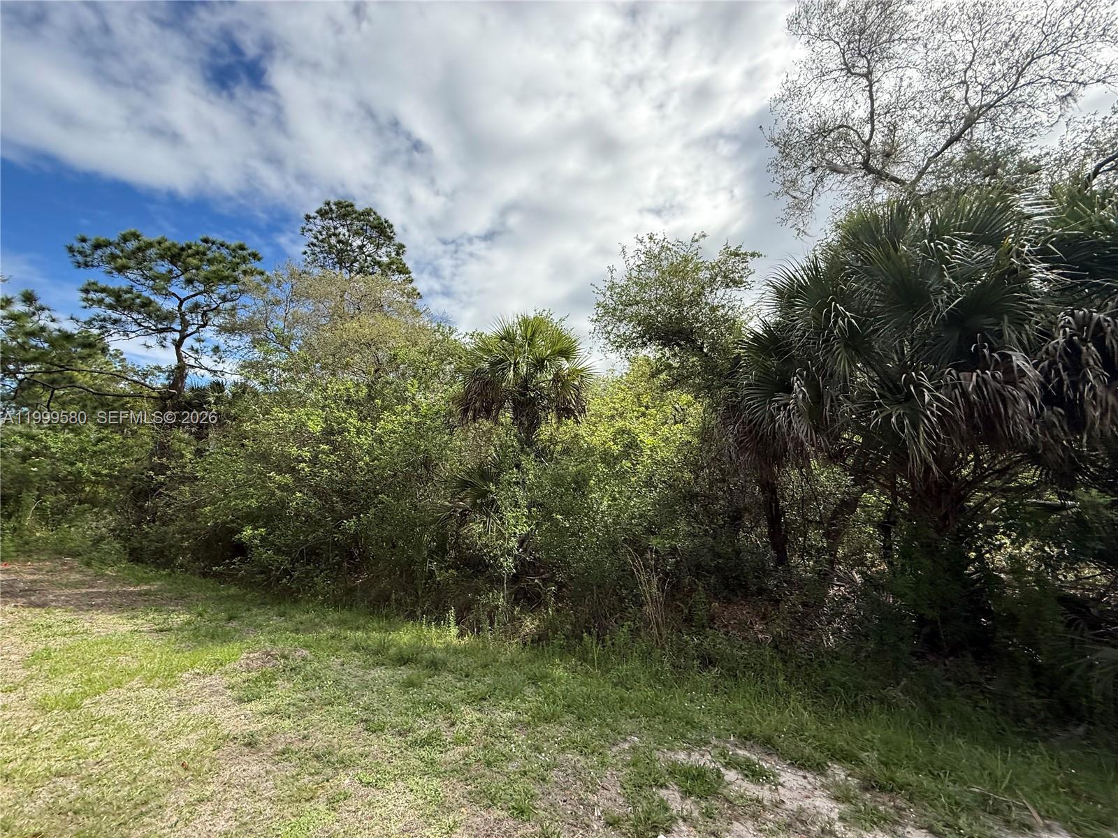 A view of a grassy area leading to a dense thicket of trees and palms — 775 N ZAMBRIA ST, Clewiston FL 33440, CLEWISTON, FL