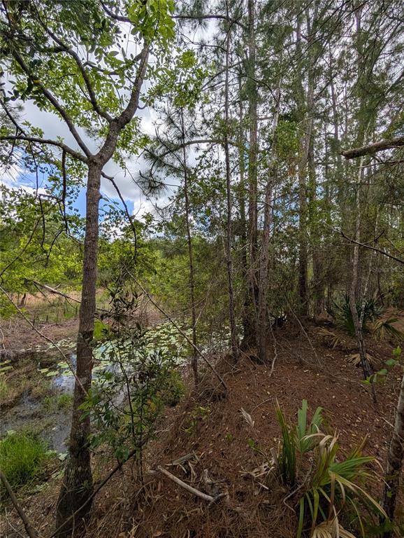 38521 ILEX TRAIL