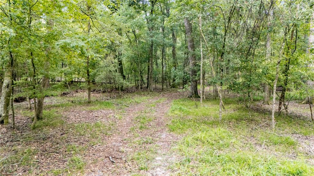 A dirt path leads into a dense, wooded forest with many tall trees and green foliage — 26840 NW 206TH PLACE, HIGH SPRINGS, FL