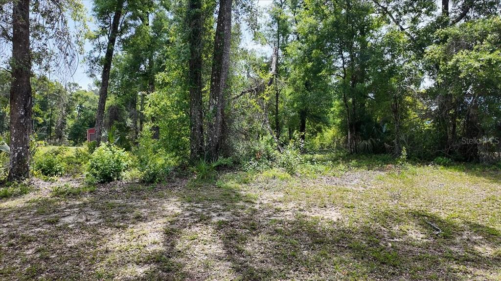 A wooded lot with tall trees and patches of grass under a clear blue sky — KATHERINE WAY, FANNING SPRINGS, FL