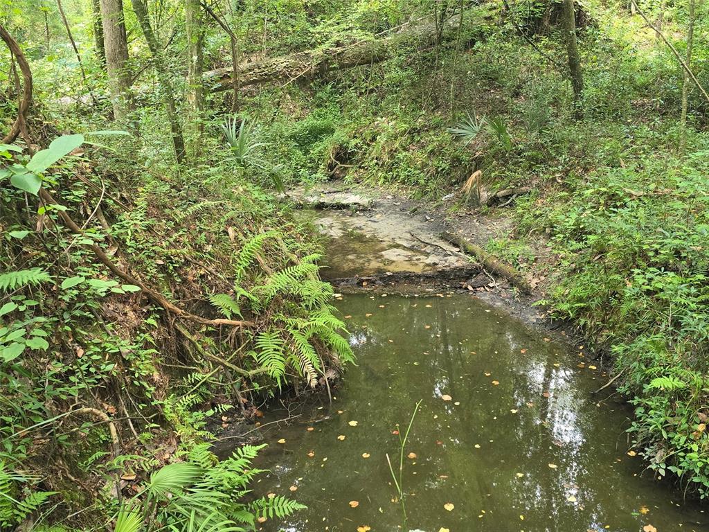A small, shallow creek flows through a lush, wooded area with ferns and fallen trees — TBD NW SPRING HOLLOW BOULEVARD, LAKE CITY, FL