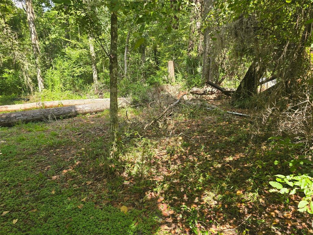 A wooded area features fallen logs and dense vegetation under a canopy of trees — TBD NW SPRING HOLLOW BOULEVARD, LAKE CITY, FL