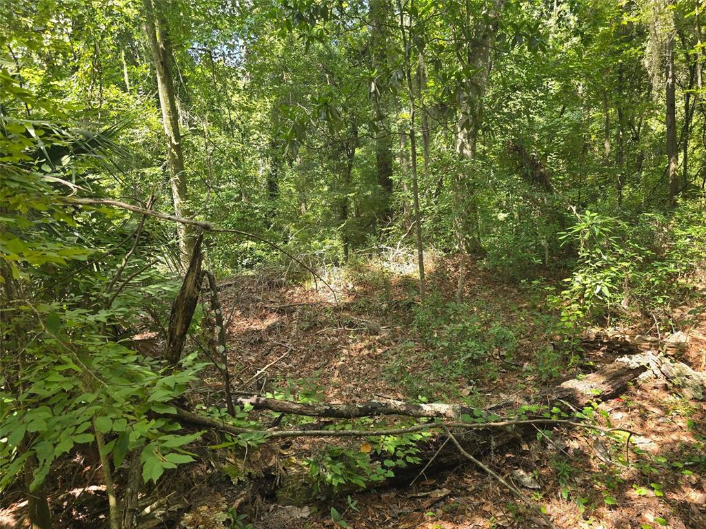 A view of a wooded area with dense trees, green foliage, and fallen logs — TBD NW SPRING HOLLOW BOULEVARD, LAKE CITY, FL
