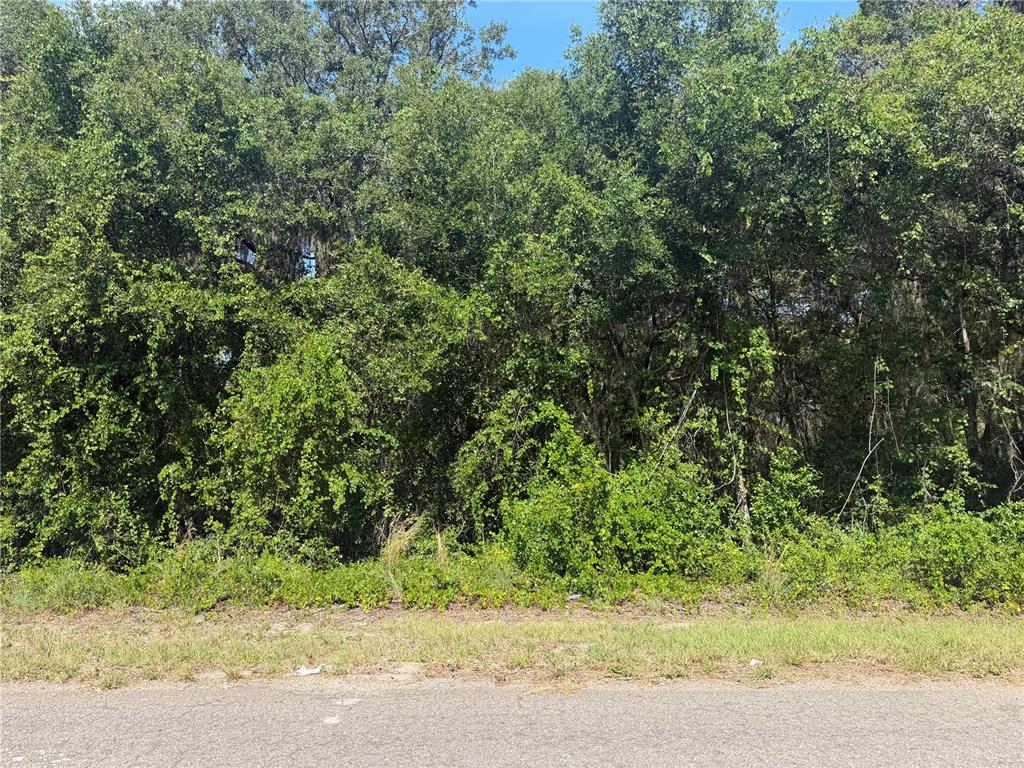 A dense line of trees and shrubs borders a paved road — TBD GUAVA TERRACE, OCKLAWAHA, FL