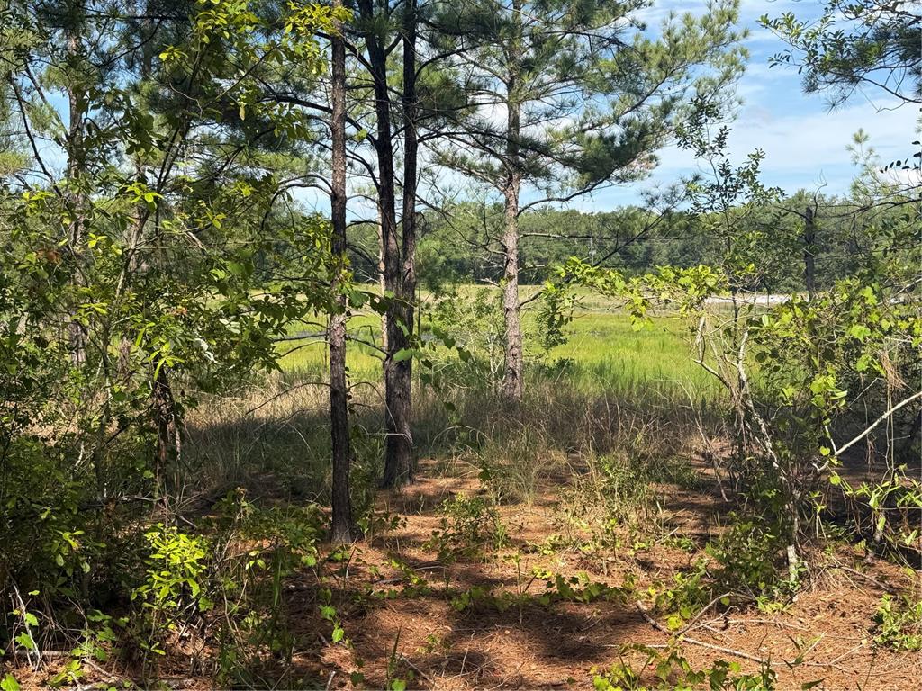 A view of a grassy marsh area framed by pine trees and dense foreground vegetation — TBD GUAVA TERRACE, OCKLAWAHA, FL
