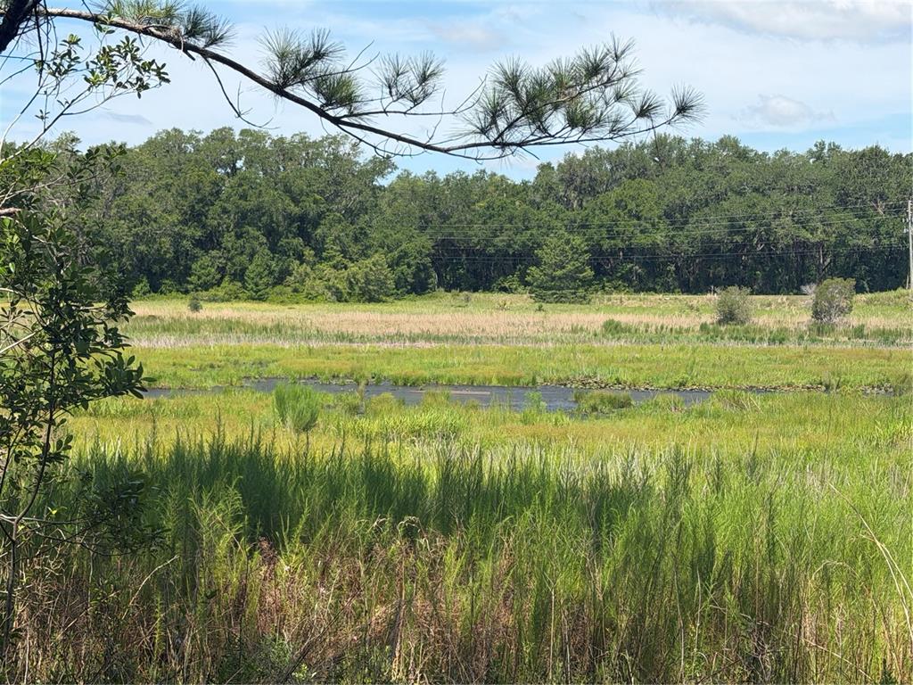 A view of a grassy wetland area with a small pond and a forested background — TBD GUAVA TERRACE, OCKLAWAHA, FL
