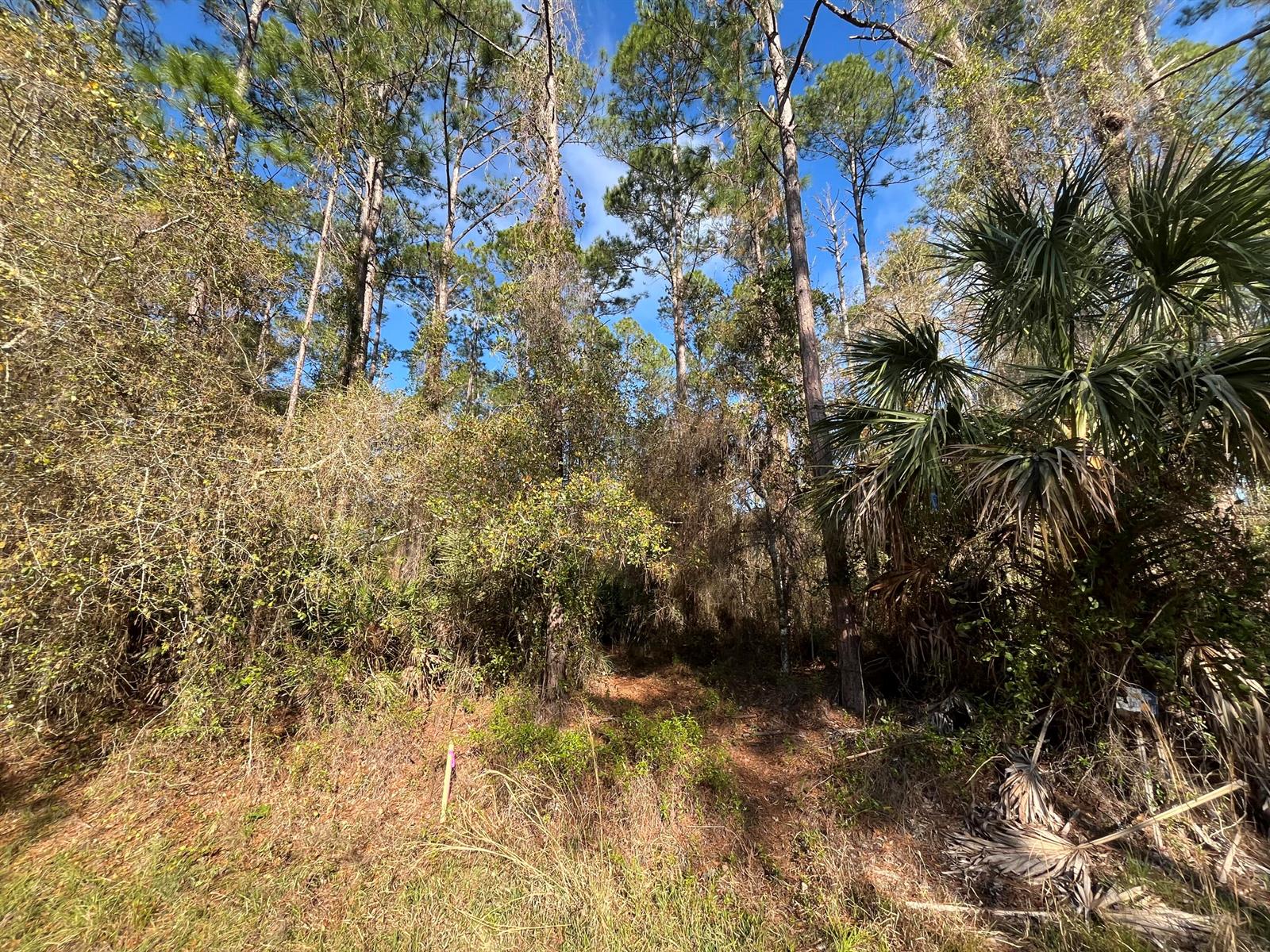 A wooded lot with tall pine trees, dense underbrush, and a small pink survey marker — 104 SE 5th Street, FL 32139, FL
